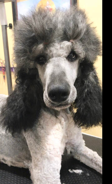 Standard Poodle Growth Chart